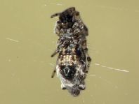 Cyclosa insulana