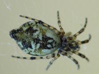 Cyclosa conica, Konusspinne