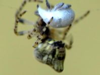 Cyclosa conica, Konusspinne