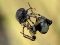 Cyclosa conica, Konusspinne