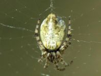 Cyclosa conica, Konusspinne