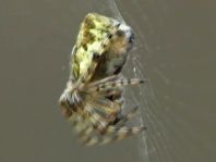 Cyclosa conica, Konusspinne