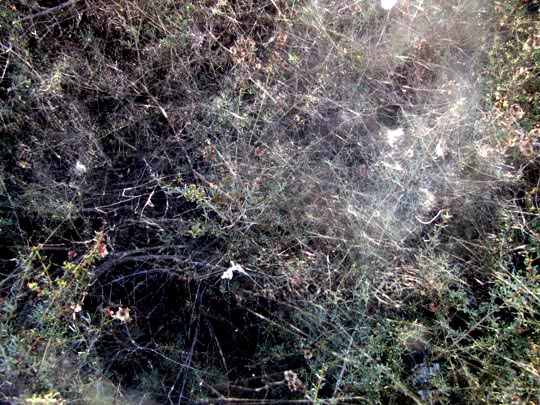 Cyrtophora citricola, Opuntienspinne, Netz