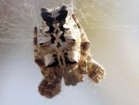 Cyrtophora citricola, Opuntienspinne