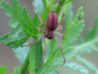 Cheiracanthium sp.