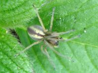 Cheiracanthium cf. erraticum