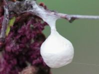 Agroeca sp., Kokon