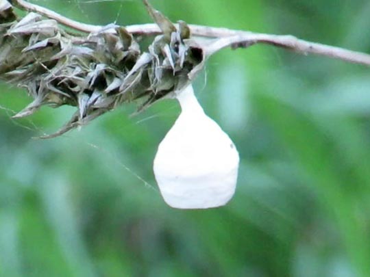 Agroeca sp.