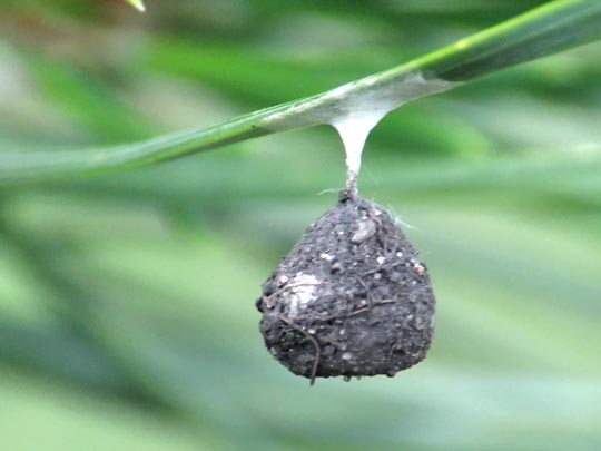 Agroeca sp.