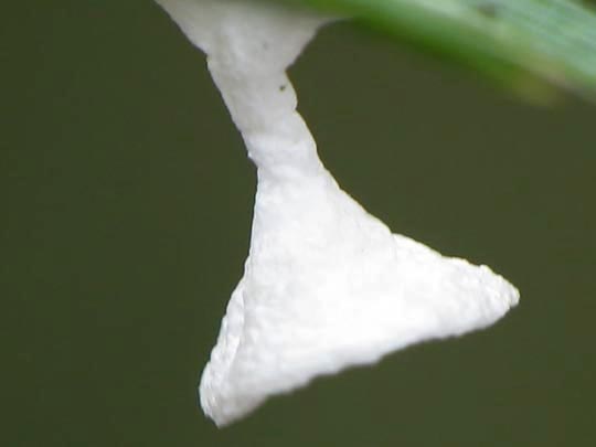 Agroeca sp.