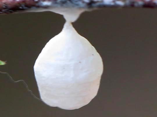 Agroeca sp.