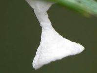 Agroeca sp., Kokon
