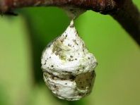 Agroeca sp., Kokon