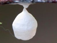 Agroeca sp., Kokon