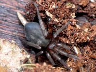 Amaurobiidae