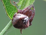 Gibbaranea bituberculata