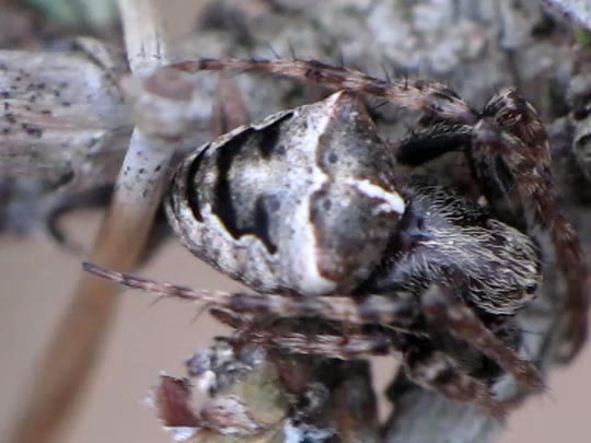 Gibbaranea bituberculata