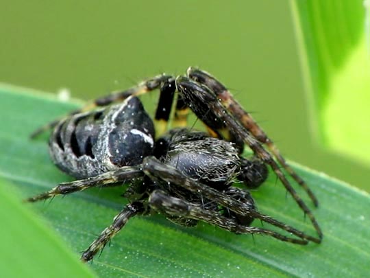 Gibbaranea bituberculata