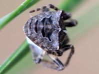 Gibbaranea bituberculata