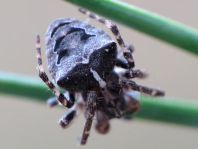 Gibbaranea bituberculata