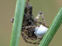 Gibbaranea bituberculata