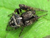 Gibbaranea bituberculata