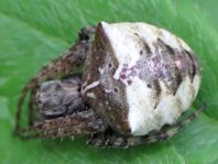Gibbaranea bituberculata