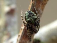 Gibbaranea gibbosa