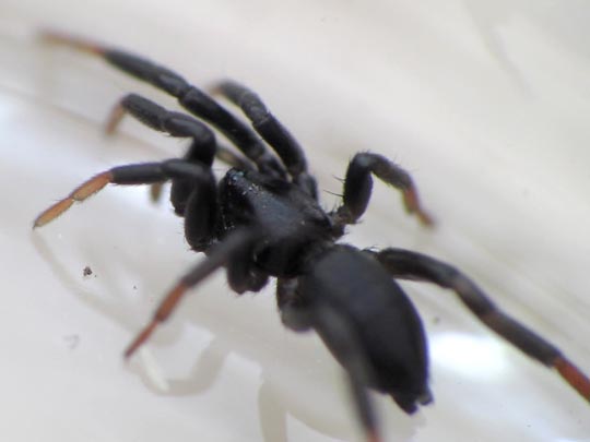 cf. Drassyllus pusillus