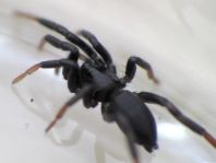 cf. Drassyllus pusillus
