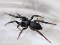 cf. Drassyllus pusillus
