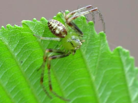 Diaea dorsata
