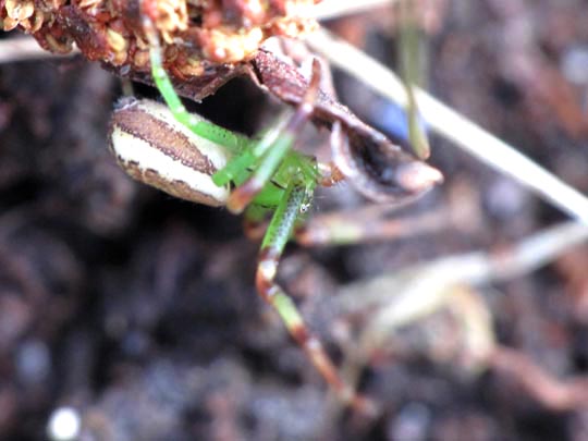 Diaea dorsata