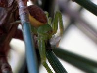 Diaea dorsata