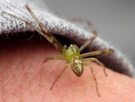 Diaea dorsata