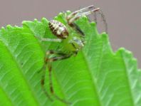 Diaea dorsata