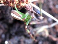 Diaea dorsata