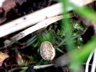 Diaea dorsata