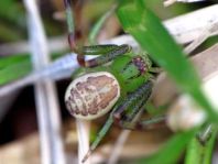 Diaea dorsata