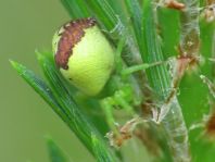 Ebrechtella tricuspidata