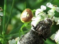 Ebrechtella tricuspidata