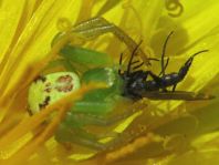 Ebrechtella tricuspidata