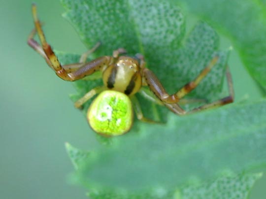 Ebrechtella tricuspidata