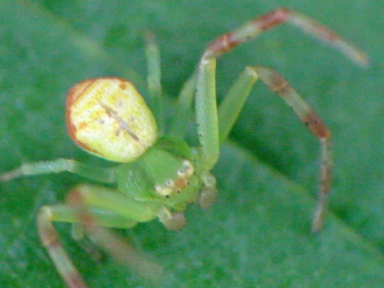 Ebrechtella tricuspidata
