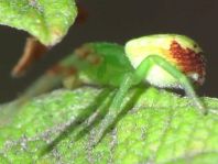 Ebrechtella tricuspidata
