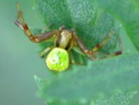 Ebrechtella tricuspidata