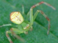 Ebrechtella tricuspidata