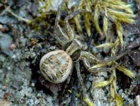 Xysticus