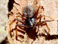 Coriarachne depressa