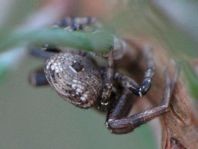 Xysticus